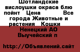 Шотландские вислоушки окраса блю пойнт › Цена ­ 4 000 - Все города Животные и растения » Кошки   . Ненецкий АО,Выучейский п.